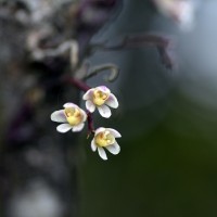 Chiloschista fasciata (F.Muell.) Seidenf. & Ormerod